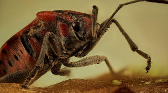 Punaise des céréales en gros plan