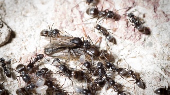 attention fourmi invasive