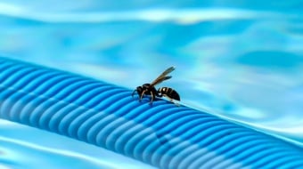 les insectes près de la piscine