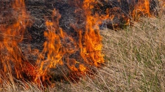 incendie dans jardin