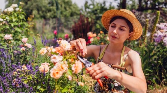 jardin sec sans entretien