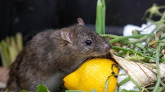 le compost attire les rats