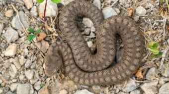 serpent 