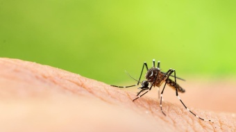 Moustique posé sur la peau 