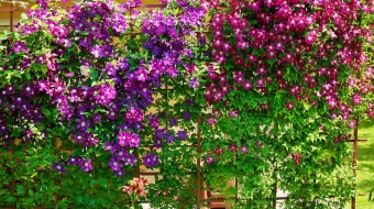 Fleurs de clématite