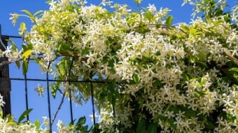Jasmin qui pousse comme plante grimpante sur une clôture en métal
