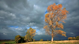 le vent qui souffle sur les arbress