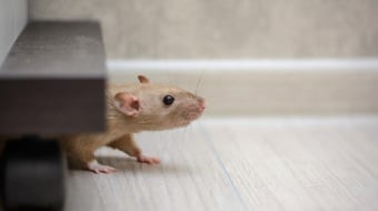 les souris arrivent dans nos maisons à l'automne