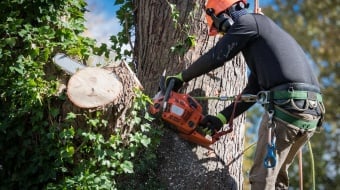 Abattre un arbre dangereux en toute sécurité