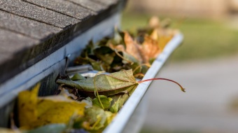 UNE-goutiere-feuilles
