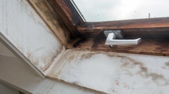 Fenêtres en bois : comment lutter contre les moisissures ?