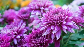 chrysantheme fleurs automnales