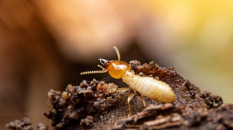 xylophage-termite