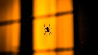 UNE-cachettes-insectes-hiver