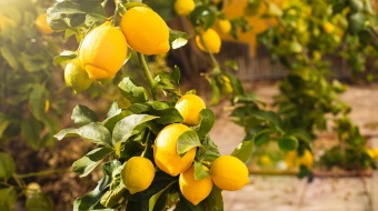 citronnier avec ses fruits