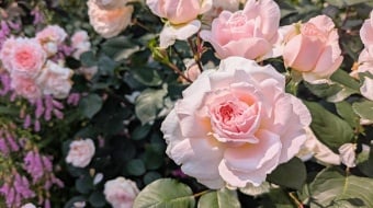 English roses fleuries