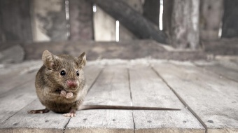 Souris dans un grenier