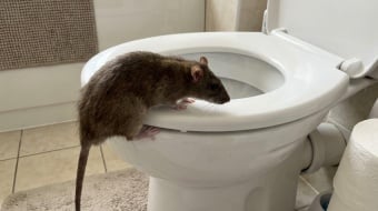 rat qui remonte les canalisations des toilettes