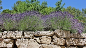 mur-pierre-seche-lavande