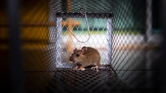 souris prise dans une cage