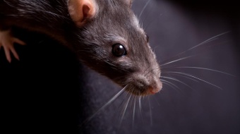 tete de rat