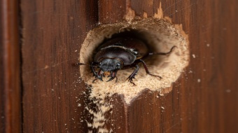 Une- 5 signes invasions xylophage dans votre maison