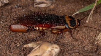 comment se debarrasser des oeufs de cafard chez vous 