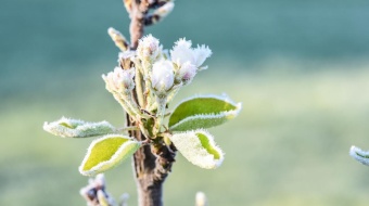Fleur givrée sur arbre fruitier