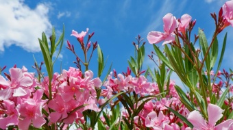 Gros plan fleurs de laurier rose