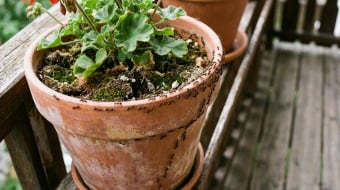 invasion de fourmi dans geranium en pot