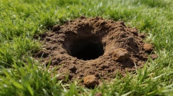 trou dans un jardin 