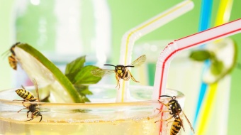 Guepes sur un verre avec boisson