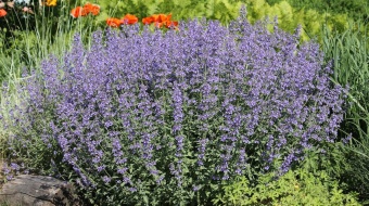 Nepeta