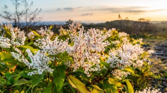 Renouée du Japon fleurie