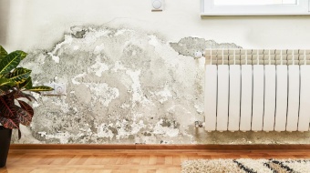 Comment prévenir la moisissure sur les murs ?