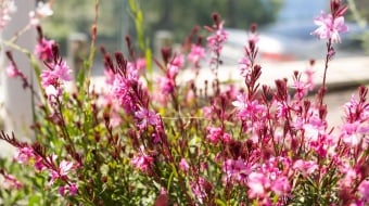 Zoom sur les fleurs roses d'un gaura