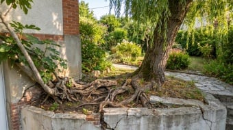 racines envahissantes d'un saule pleureur