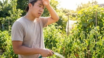 arrossage canicule comment prendre soin de votre jardin de facon optimale