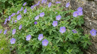 geranium vivace