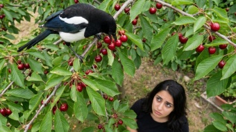 pie devorant des cerises comment sen debarasser