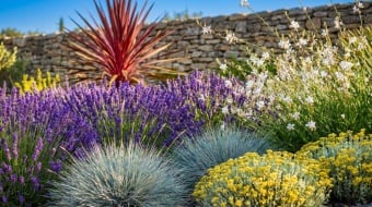 plantes sans arrosage