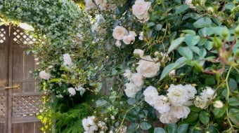 plantes grimpantes