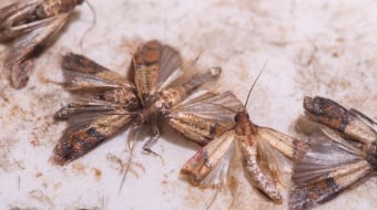 mites alimentaires