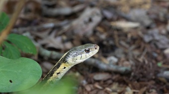 un serpent apparait dans votre jardin ? Comment s'en débarasser