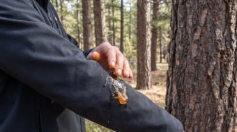 que faire lorsque vous avez de la seve de pin sur vos vetements