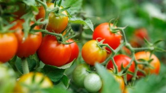 profitez de plants de tomates en bonne santé toute l'année